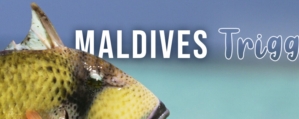 Maldives Trigger