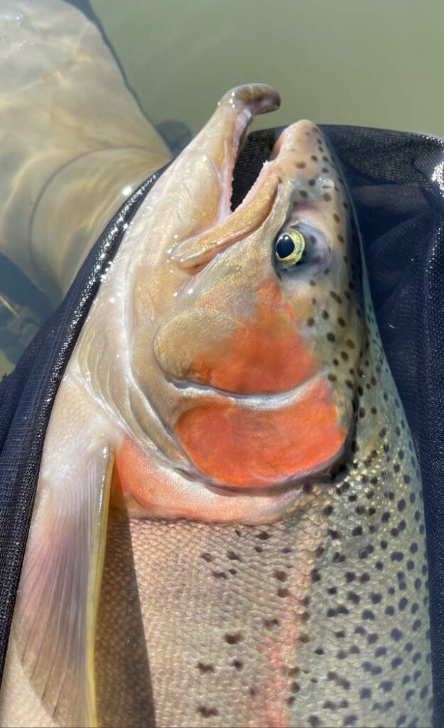 Mean mouthed hooked jawed 58cm fish