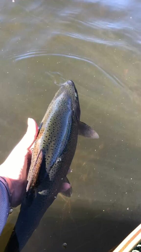 1657028166724.2861 Let your fish roam free