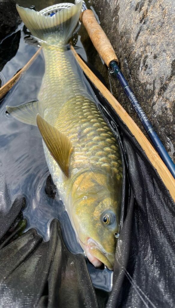 Uploaded via Fishbook