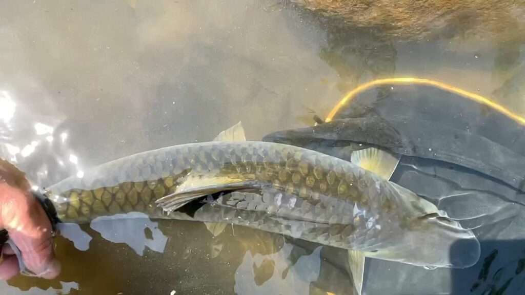 5.2lb freshwater bonefish