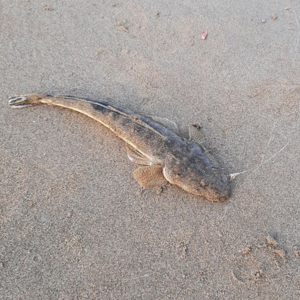 Uploaded via Fishbook