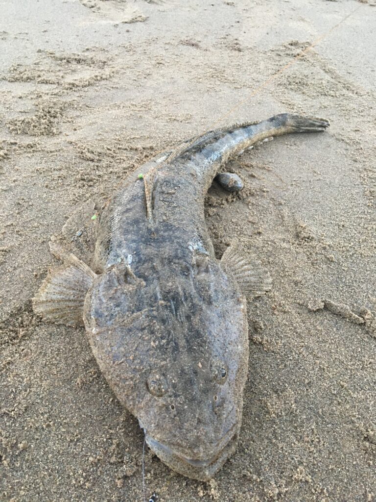 Bartail Flathead Bartail Flathead2