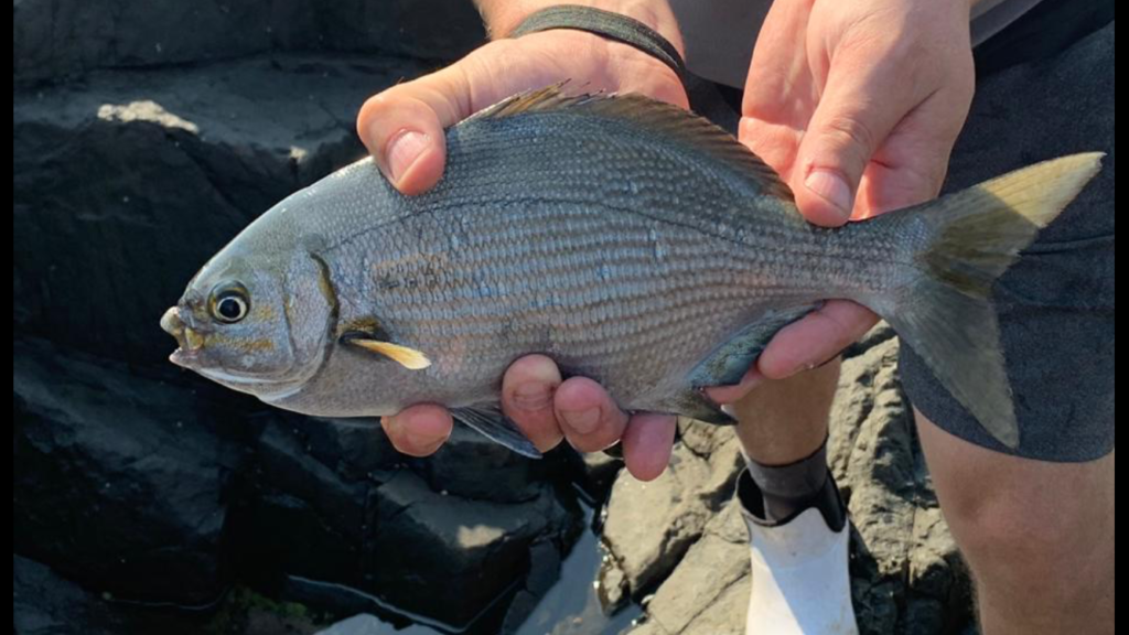 Grey Chub Grey Chub