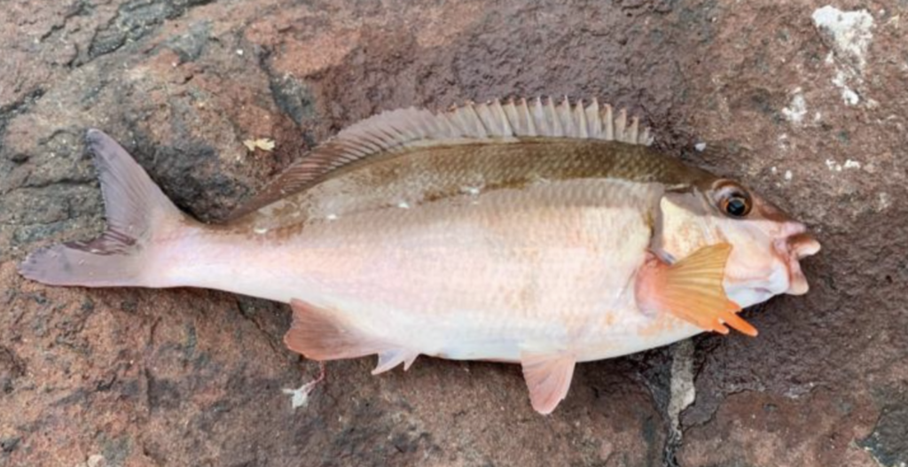 Two-tone Fingerfin Two-tone Fingerfin