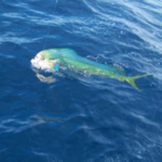 Profile picture of Raymond Jacobs