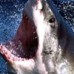 Profile picture of Imeraan Abrahams